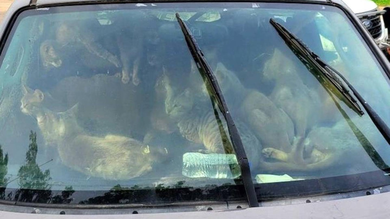 Minnesota: 47 cats rescued from vehicle in sweltering heat