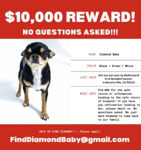 Paris Hilton offers big reward to find her beloved dog Diamond Baby